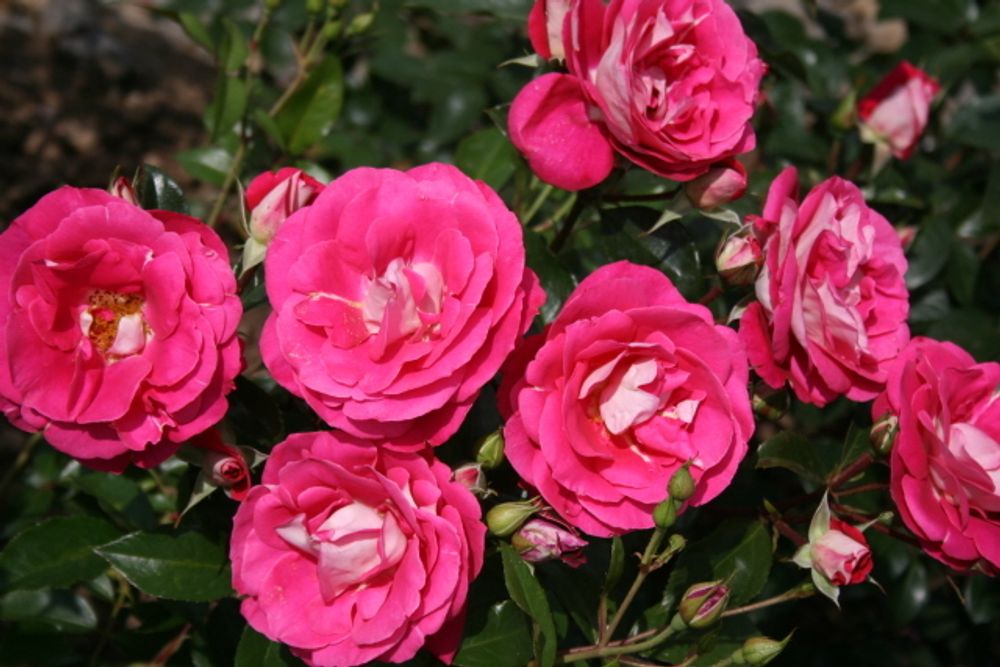 Хайматмелоди (Heimatmelodie)