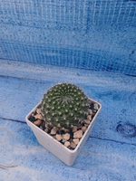Rebutia Lineacea (Ребуция)