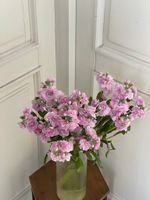 Маттиола кустовая в розовом оттенке