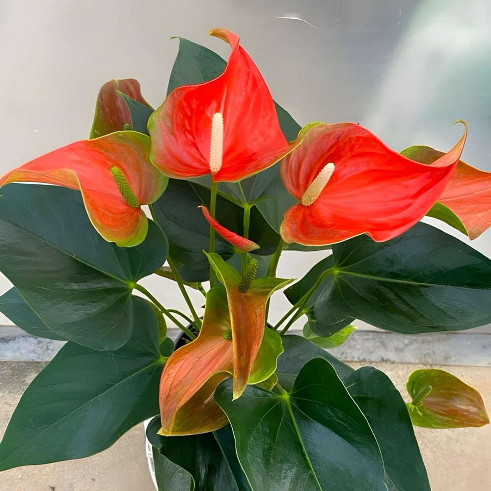 Антуриум Андрэ MATIZ