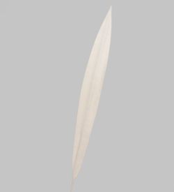 TR 534L Сансевиерия