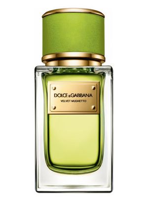 Dolce and Gabbana Velvet Mughetto