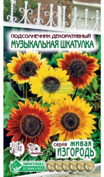 Подсолнечник Музыкальная Шкатулка, 5 шт(ЕС)