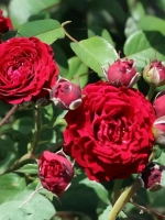 Роза флорибунда Таманго