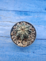 Astrophytum Myriostigma Fukuryu (Астрофитум)