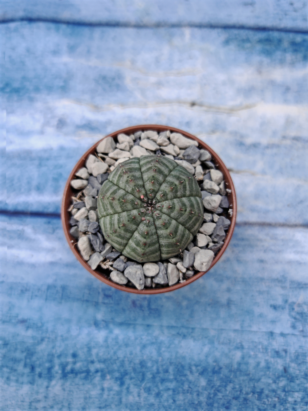 Euphorbia Obesa (Эуфорбия)