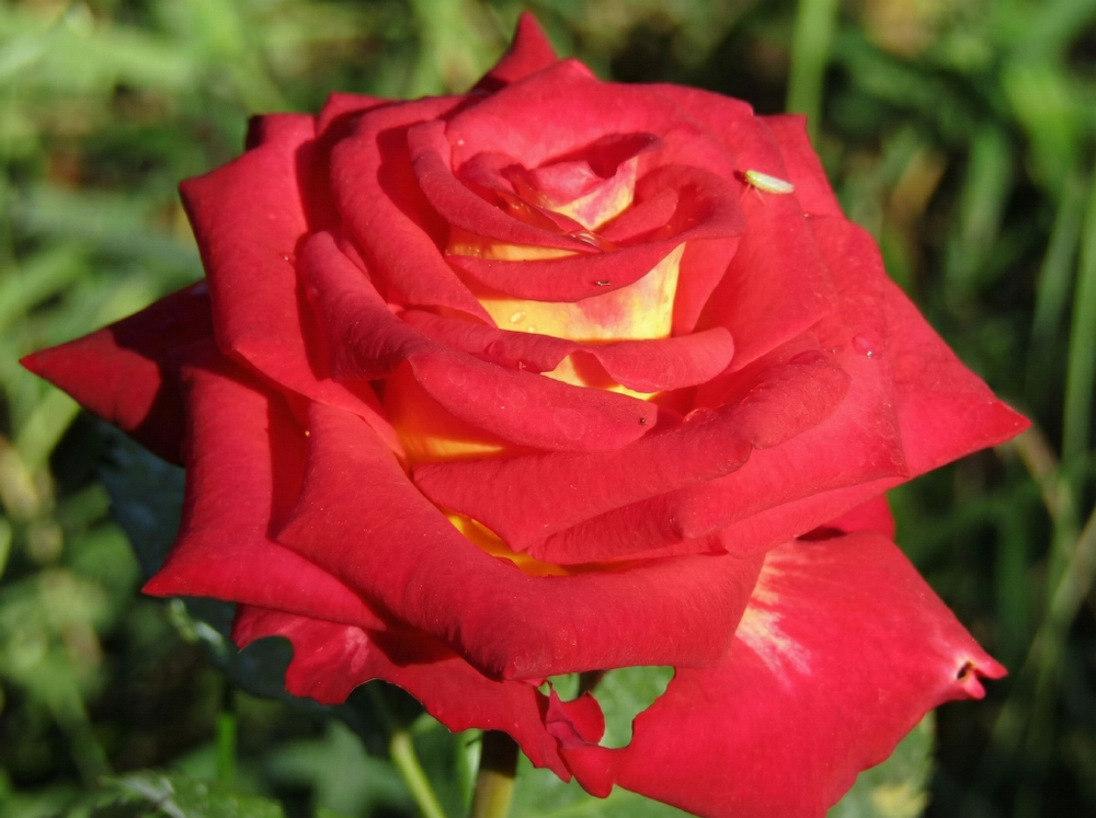 Роза «Френдшип» (Friendship) чайно-гибридная