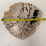 Набор из окаменелого дерева 4 предм Fossil Set NF-63284 поднос 149