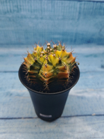 Gymnocalycium Variegata (Гимнокалициум Вариегатный)