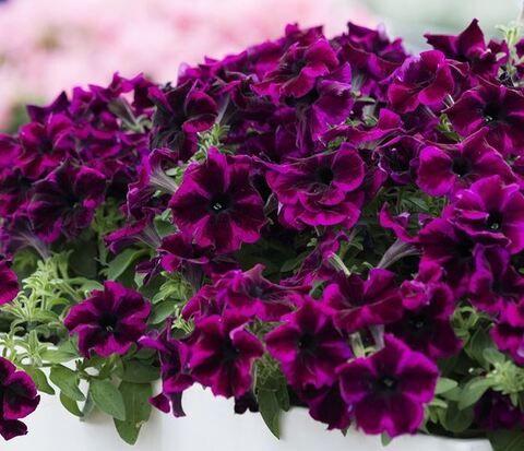 Петуния Go!Tunia Cosmic Purple