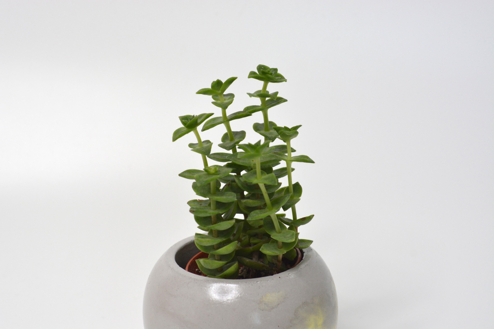 Крассула Перфората / Crassula Perforata