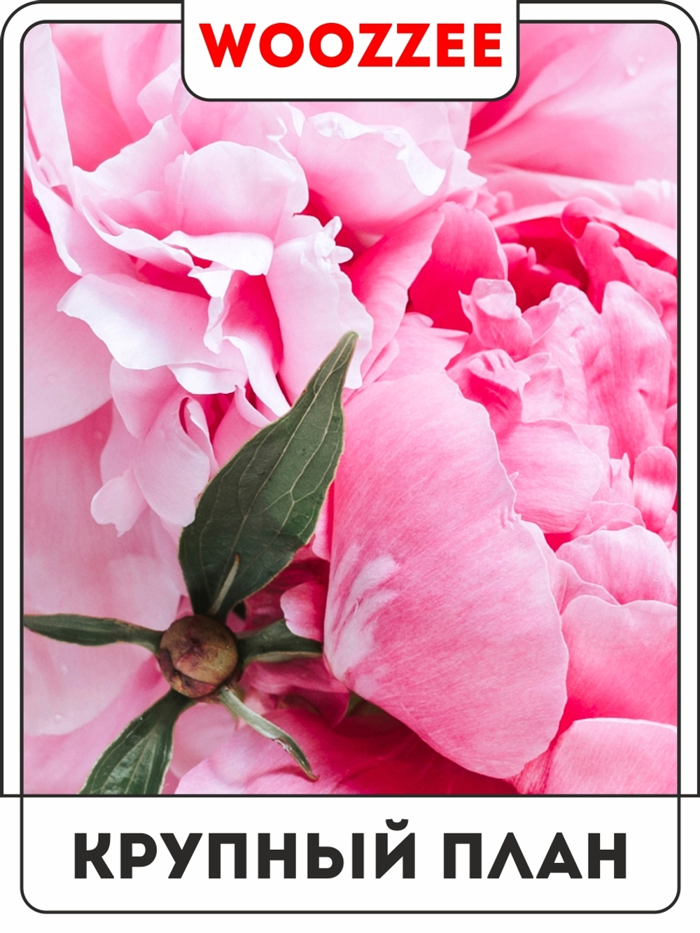 Набор постеров "Розовый пион" 3шт.