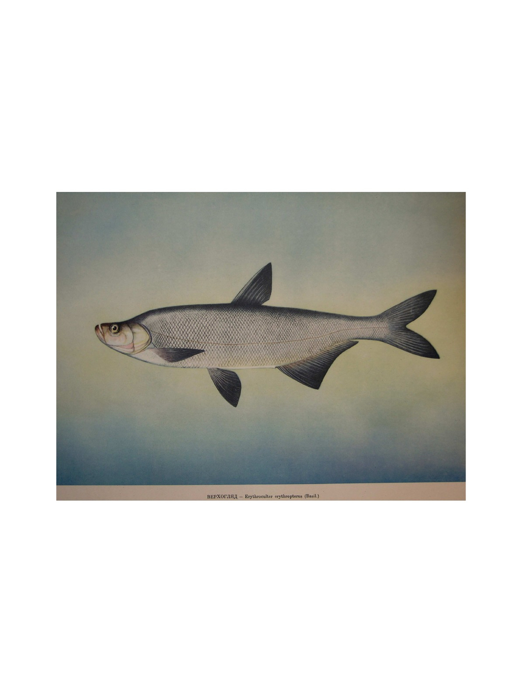 Промысловые рыбы СССР. Атлас черно-белых рисунков рыб | Л.С. Берг