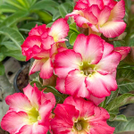 Адениум SOM HORSAB