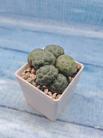 Puna Bonnieae Inermis (Пуна)