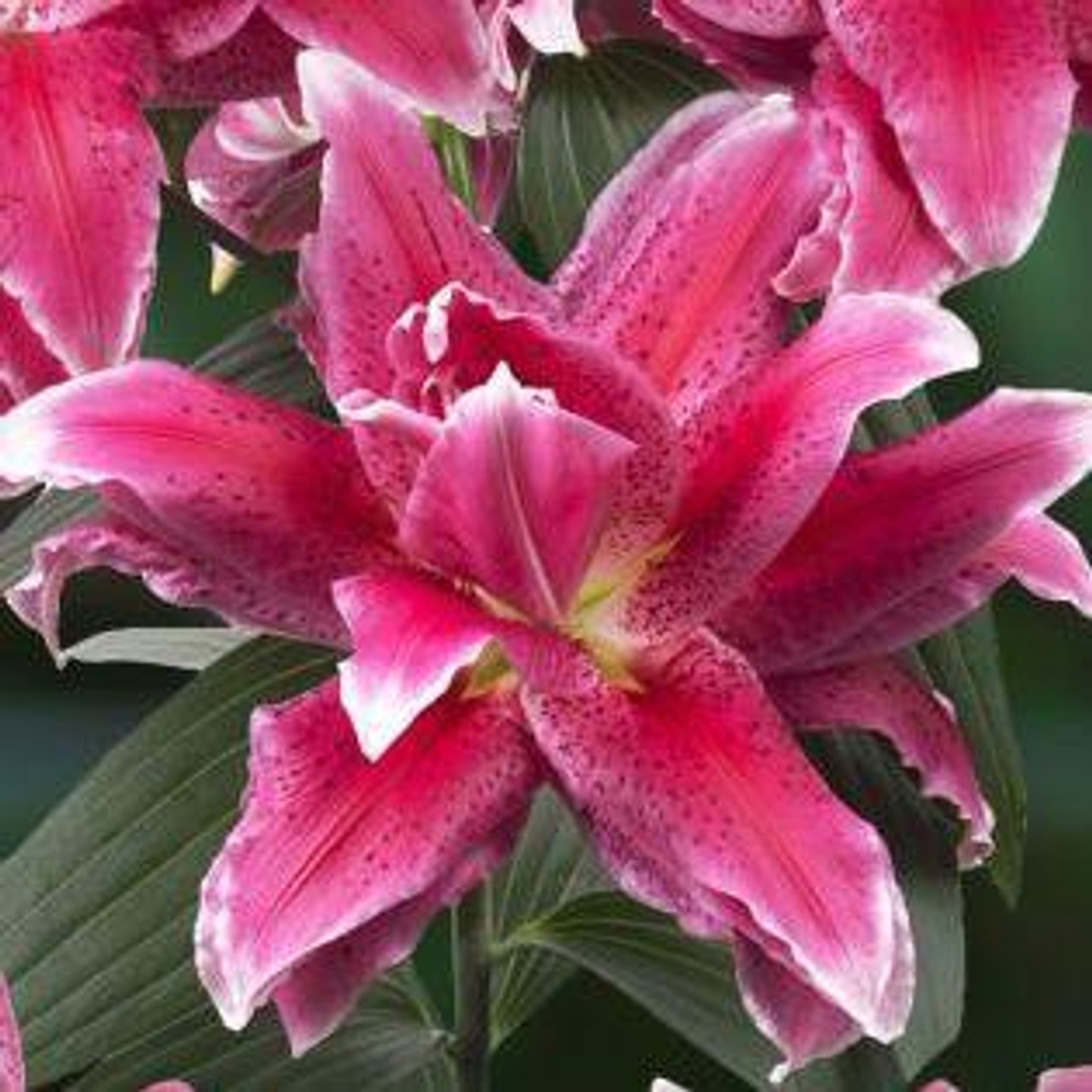 Лилия roselily Донна