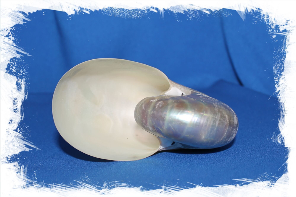 Полированный Наутилус Помпилиус 8-11 см