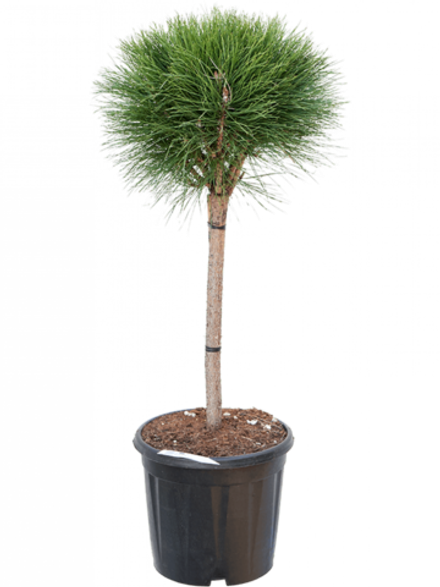 Сосна горная Варелла C5 50-60 Ра 50