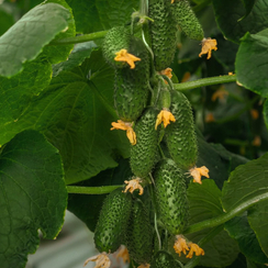 Смарт F1 семена огурца партенокарпического (Гавриш)