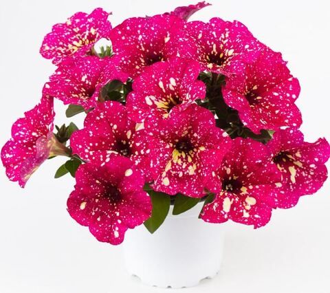 Петуния Constellation Supernova