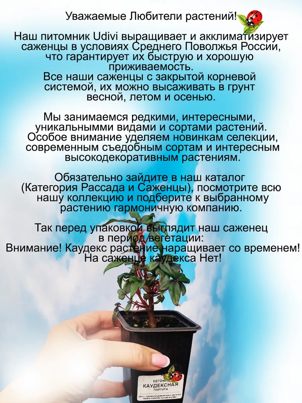 Бегония Каудексная Партита Бонсай