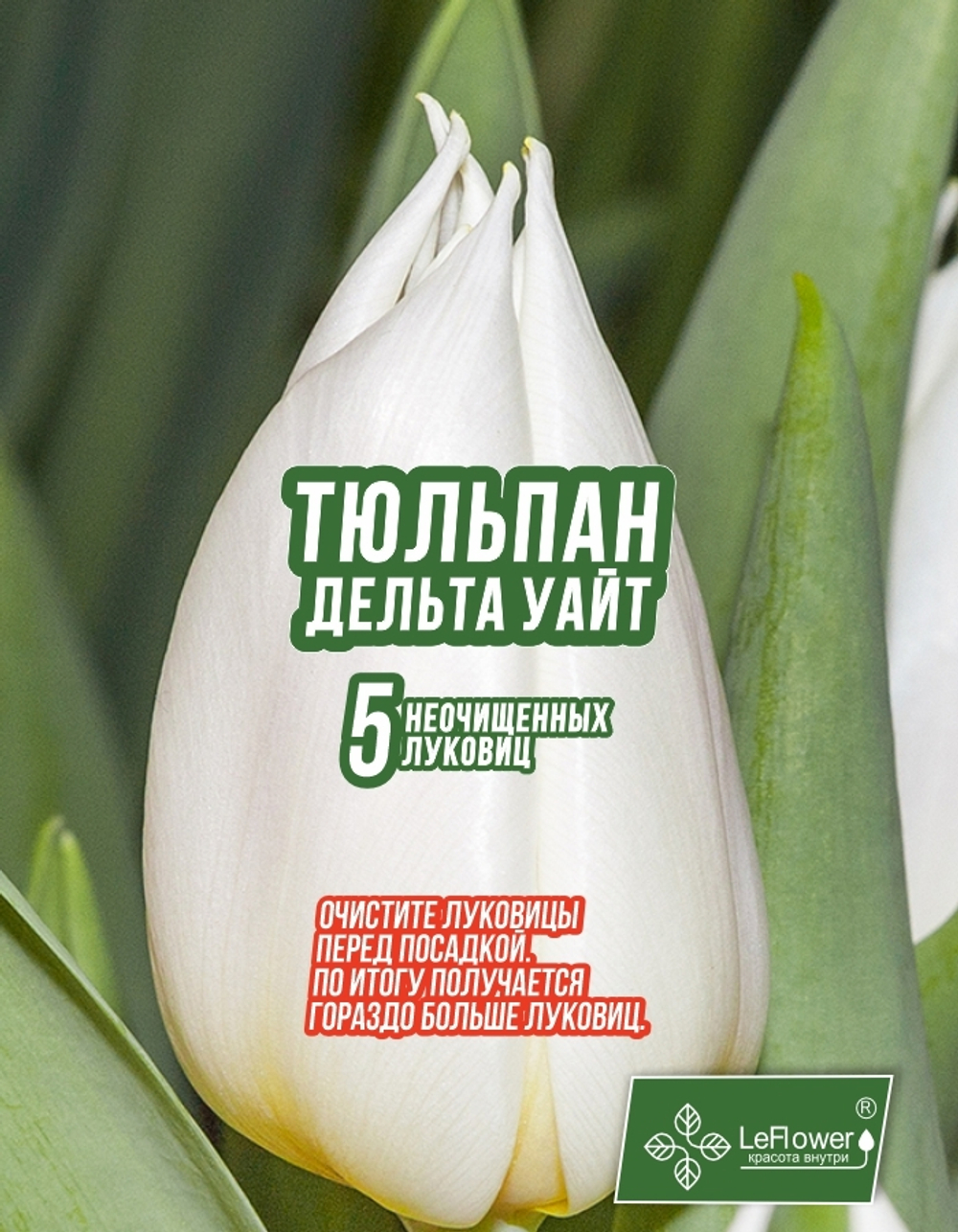 Тюльпан Луковица, Дельта Уайт, 5+шт