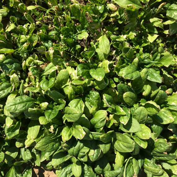 Пума F1 семена шпината (Rijk Zwaan / ALEXAGRO) культура – фото 6