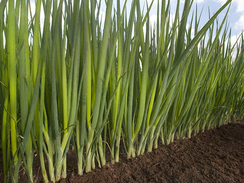 Фист семена лука на перо (Takii / Таки)