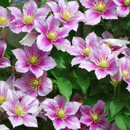 Клематис Piilu (Пиилу)  Стандарт поставки Р9