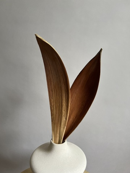 Листья кокоса