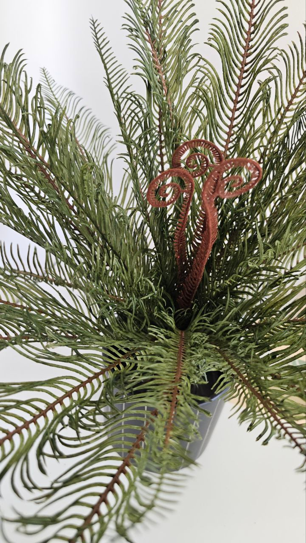 Папоротник Блехнум / Арт 6389