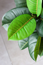 Фикус Робуста 150 см.