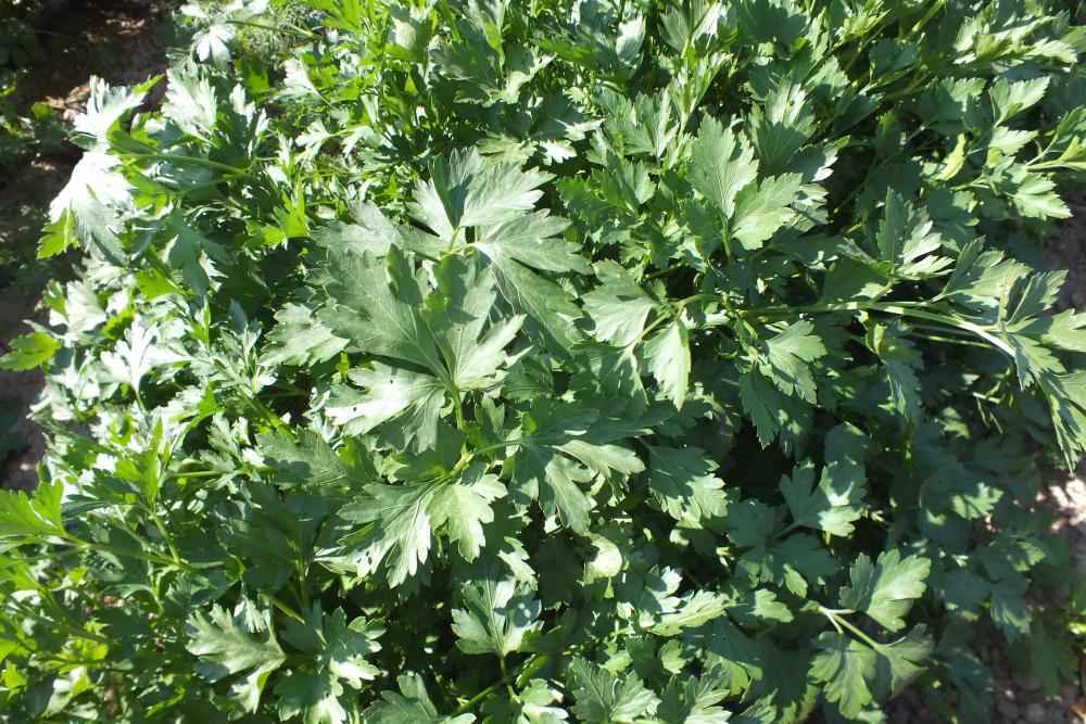 Тайга семена петрушки (Гавриш)