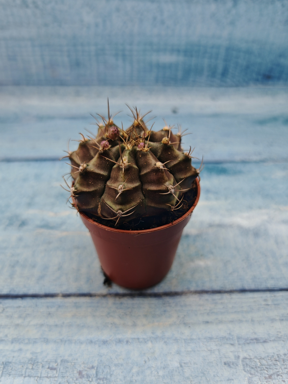 Gymnocalycium Friedrichii (Гимнокалициум)
