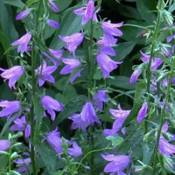 Колокольчик рапунцелевидный 'Cambell violet blue' (Кембелл Блю)