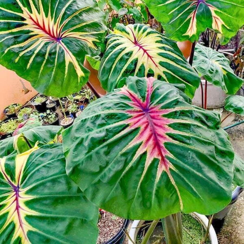 Колоказия SIREN SUNMOON