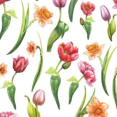 Тюльпаны и нарциссы на белом фоне