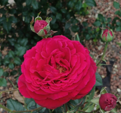 Роза Дарси Басселл Rosa Darcey Bussell