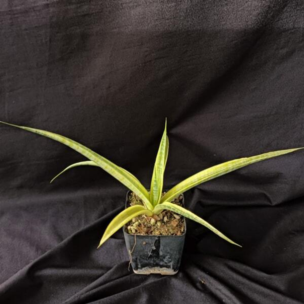 Сансевиерия MADAM CHARM