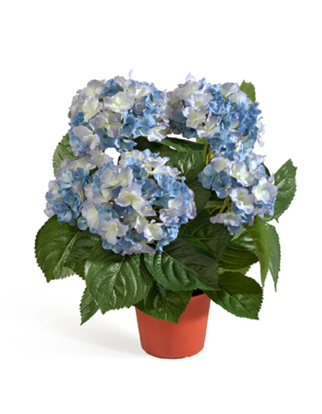 Гортензия куст тёмно-голубой в горшке