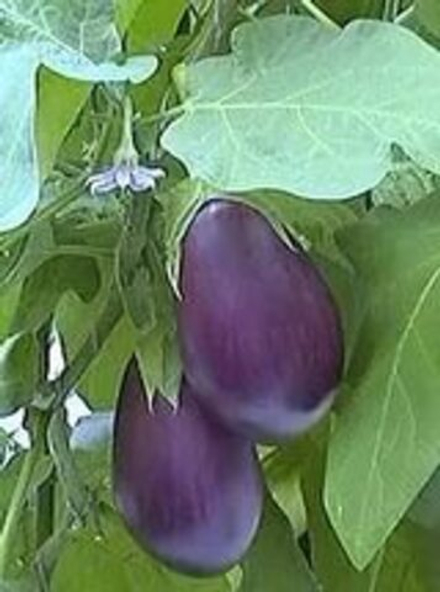 Баклажан Северный блюз F1 12-15шт Киров