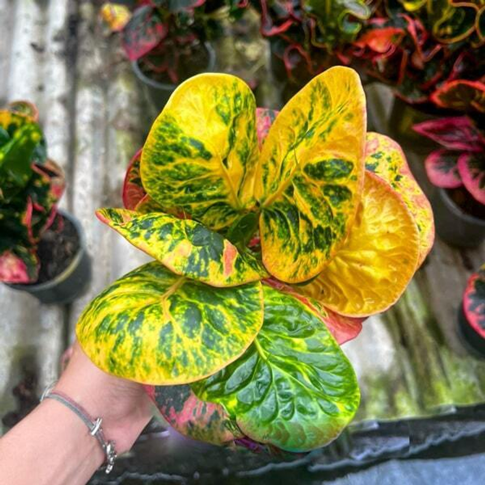 Кротон SEDTHEE MEE CHOK