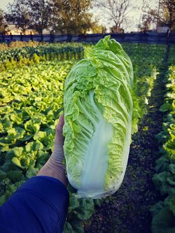 Капуста пекинская Капелла F1 (50шт)  Витагрин Профи