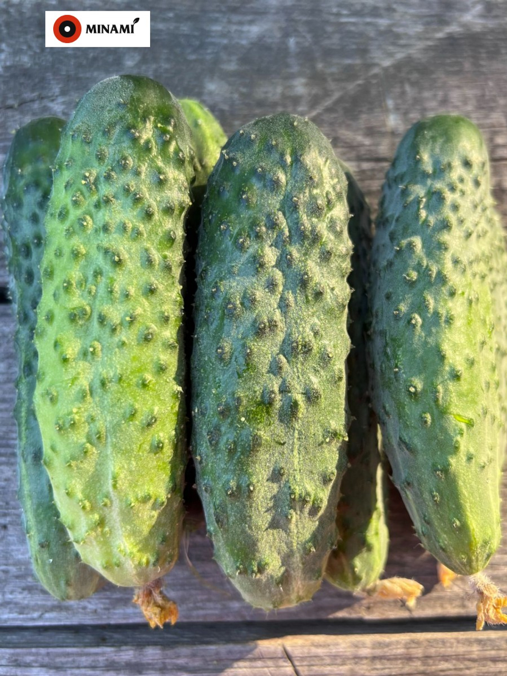 Огурец Кустовой 5шт.