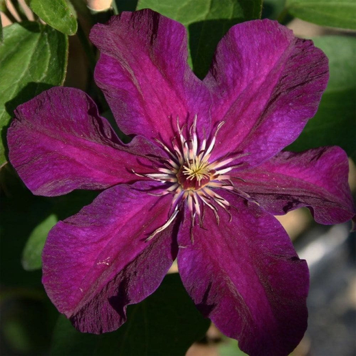 Клематис Гибридный Стасик трехлетка Закупка М33 апрель 2026