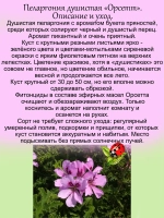 Пеларгония Орсетт душистая аромат перца