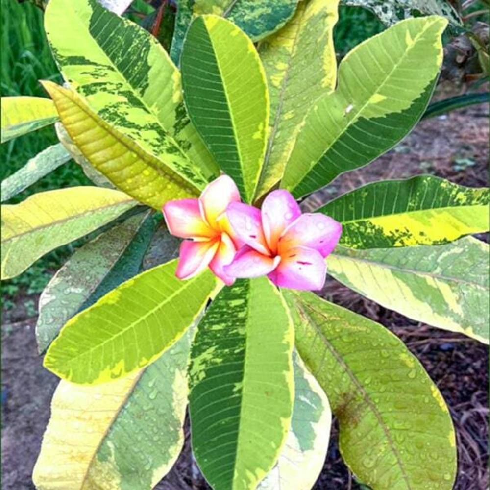 Плюмерия VAR / GOLDEN GEM