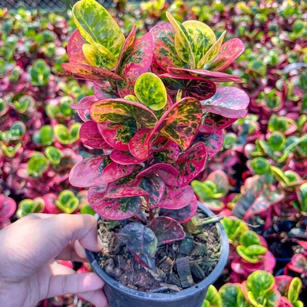 Кротон GAEW PHE THAI