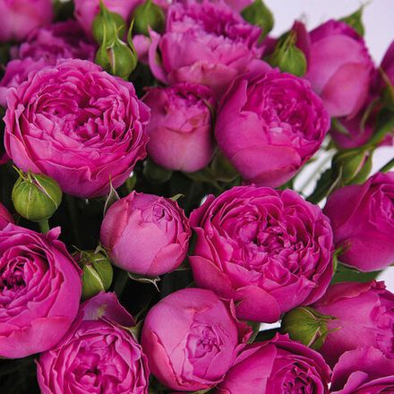 Мисти Баблс