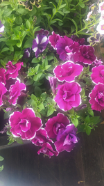 П6 Петуния SWEETSUNSHINE (DOUBLE FLOWERED) MAGENTA PICOTEE